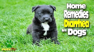 HOME REMEDIES FOR DIARRHEA IN DOGS [upl. by Kcirderf]