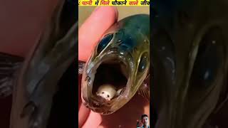 Pani ke andar mirchi khane wali chijen like karo subscribe [upl. by Novelc]