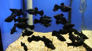 Black Molly Tropical Fish [upl. by Jolene]