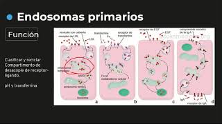 Endosomas tipos y funciones Relación con enfermedad de ALZHEIMER  Histología C3 [upl. by Neelrihs]