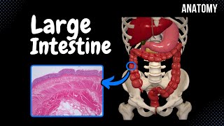 Large Intestine Anatomy Parts Topography Layers [upl. by Bebe]