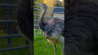 How Greater Rheas spend time greater rhea ratite karen [upl. by Annonyw]