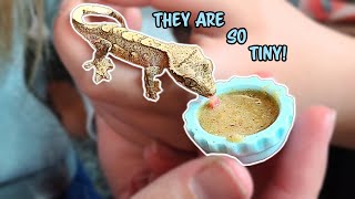 How To Feed Tiny Baby Crested Geckos [upl. by Channa]