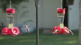 5 Fast Facts about RubyThroated Hummingbirds [upl. by Elorac]