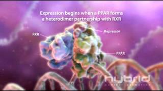 Peroxisome proliferator Activated Receptor [upl. by Corby730]