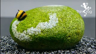 NERITE SNAIL a natural ALGAE cleaner truck [upl. by Nikaniki386]