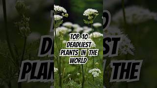 Top 10 deadliest plants in the world 🌵 shorts top10 world deadlyplants [upl. by Marmion]