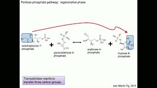 Medical Biochemistry Fructose Galactose and Pentose Phosphate Pathway 2 SKILDUM [upl. by Ermina]