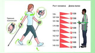 Правила скандинавской ходьбы для пожилых людей [upl. by Kenny]