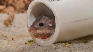 Pacific Pocket Mouse Recovery Milestone [upl. by Aryad594]