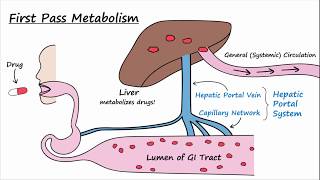 Bioavailability and First Pass Metabolism [upl. by Nilsoj]