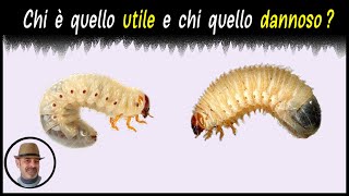 INSETTI UTILI E INSETTI DANNOSI NELLORTO [upl. by Valerle125]