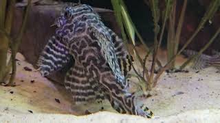 L236 hypancistrus plecos breeding [upl. by Kipper]