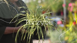 Turzyce [upl. by Gleda855]