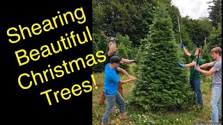 How to shear a Christmas tree Part 1 The basics [upl. by Wohlert]