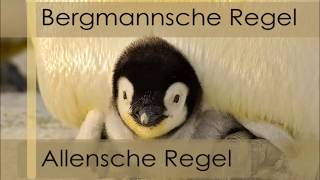 Bergmannsche und Allensche Regel Bio [upl. by Arun]