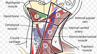 Causes amp management of swollen lymph nodes  Dr Sharat Honnatti [upl. by Blount996]