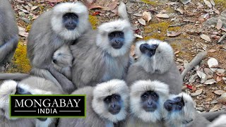 Himalayan langur The only primate in the Himalayas [upl. by Ennaxxor]