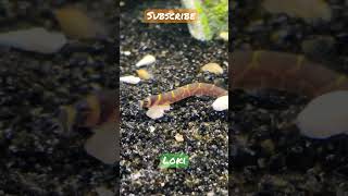 Baby Kuhli Loach eellike fish named Loki [upl. by Nigam]