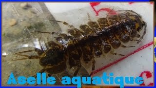 Asellus aquaticus  Linnaeus 1758  Asellidae  Aselles  01042017 [upl. by Rowley]