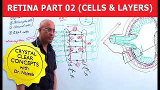 Retina  Cells and Layers  Part 2 [upl. by Krongold549]