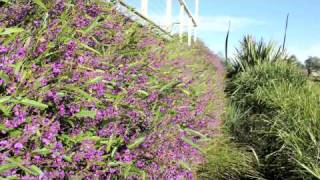 MEEMA™ Hardenbergia a purple flowering groundcover plant  Ozbreed Native Shrubs amp Groundcovers [upl. by Deana976]