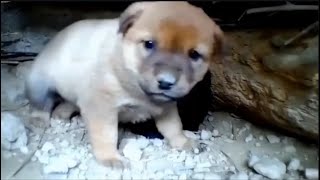 Orphaned Puppies Cry Together After Losing Their Mother Rescued by a Kind Stranger 1 [upl. by Ada]