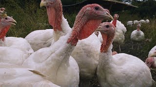 This Tampa farmer invites customers to slaughter their own turkeys [upl. by Frerichs685]