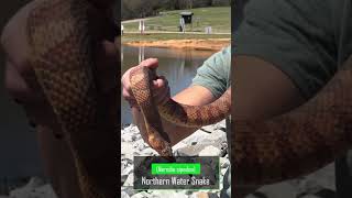 Northern Water Snakes Are Awesome And Totally Harmless [upl. by Raimund]