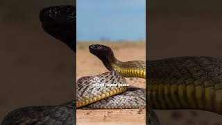 12 Most Venomous Animals in the World 🐍 What is The Most Venomous Animal [upl. by Fesoj]