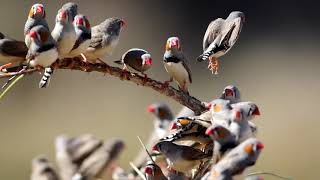 Zebra finches in Australia [upl. by Pawsner]