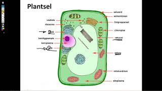 Lewenswetenskappe GR10 Selstruktuur en Funksie Les1 [upl. by Liddy]