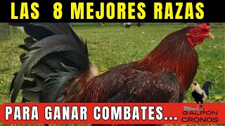 QUE RAZA DE GALLOS DE PELEA ES LA MEJOR [upl. by Carlene]