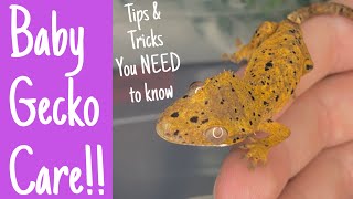 HOW I CARE FOR BABY CRESTED GECKOS [upl. by Leda]