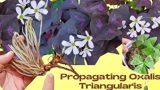 How to Propagate Oxalis TriangularisButterfly PlantLoam Soil vs Soilless medium bulb propagation [upl. by Aicetel]