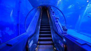 【4K60P】日本唯一 水中エスカレーター！横浜八景島シーパラダイス アクアチューブ  Underwater escalator in Yokohama Hakkeijima Seaparadise [upl. by Savannah416]