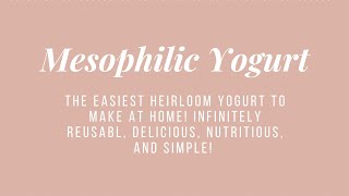 Easiest Home Made Yogurt  Mesophilic Heirloom Cultures Piima and Matsoni [upl. by Erdua788]