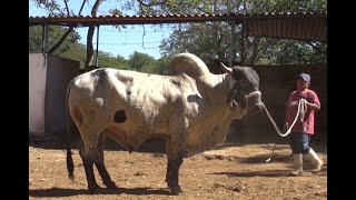 Toros Sardo Negro de Comala Colima [upl. by Nonnerb]