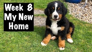 Bernese Mountain Dog Puppy  New Home  First Days  Vlog 2020 [upl. by Esorylime228]