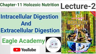 Intracellular And Extracellular Digestion  Holozoic Nutrition Chapter11  Lecture2 11th Biology [upl. by Reggy]