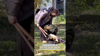 The wet nurse fed Su Linzi bamboo shoots奶妈给苏琳仔喂竹笋 panda cutepanda [upl. by Suilenrac]