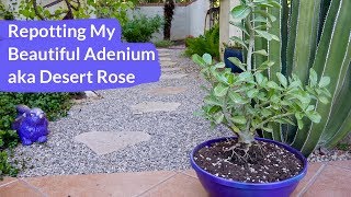 Repotting My Adenium aka Desert Rose  Joy Us Garden [upl. by Jez]