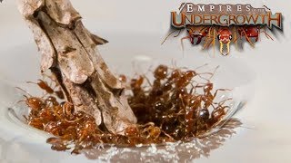 THE GREAT FLOOD  Empires of the Undergrowth BETA Gameplay  Ep5 [upl. by Ahsitauq]