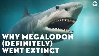 Why Megalodon Definitely Went Extinct [upl. by Vergne348]