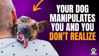 YOUR DOG DECEIVES AND MANIPULATES YOU WITHOUT YOU NOTICING [upl. by Lauro]