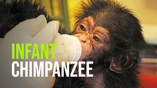 Baby Chimpazee at the North Carolina Zoo [upl. by Signe]