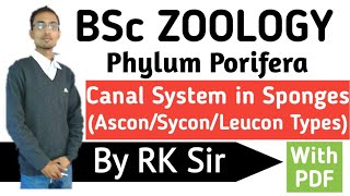 Zoology Canal System in SpongesTypes of Canal System in SpongesPhylum PoriferaBSc [upl. by Renckens]