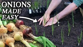 The Easiest Way to Grow Onions [upl. by Sahpec]