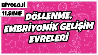 11 Sınıf Biyoloji  Döllenme  Embriyonik Gelişim Evreleri  2022 [upl. by Ariaes403]