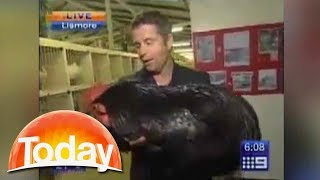 Reporter attacked by giant rooster  TODAY Show Australia [upl. by Lyrred]